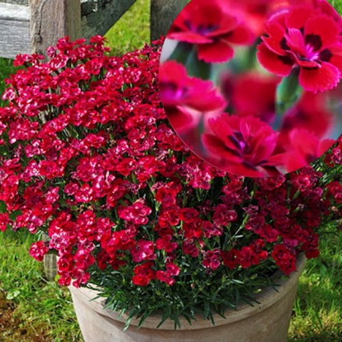 Dianthus 'MERCI Fleuri' - Nelk 'MERCI Fleuri'     